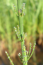 horsetail-1585613_220.jpg