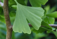 ginkgo-1444402_240.jpg